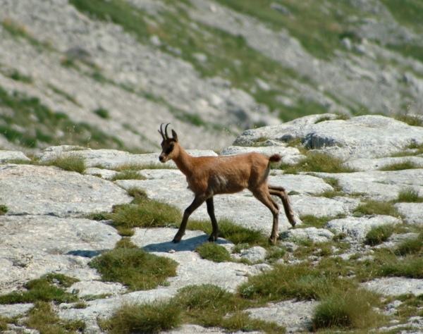 Camoscio d''Abruzzo Rupicapra pyrenaica ornata